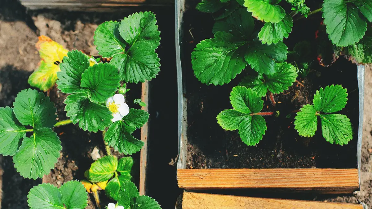 Cultiver des fraises chez soi