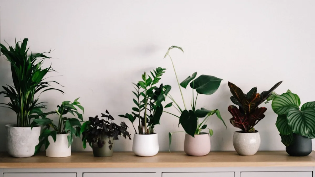 Décorer avec des plantes vertes, pièce par pièce